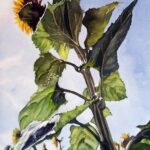 080 Girasol, 35×25 cm (2016)